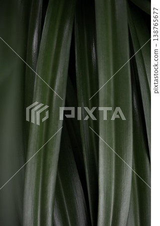 Green tropical leaves vertical pattern natural plant texture abstract botanical background minimal design copy space Green tropical leaves vertical pattern natural plant texture abstract botanical background minimal design copy space 138765677