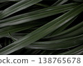 Abstract green leaf lines pattern tropical plant texture natural background minimal botanical design 138765678