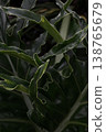 Green tropical leaves background natural foliage texture dark botanical pattern fresh jungle plant backdrop 138765679