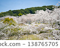 Cherry blossoms at Ishiyama Kannonike Park, 2026 138765705