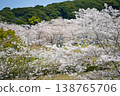 Cherry blossoms at Ishiyama Kannonike Park, 2026 138765706