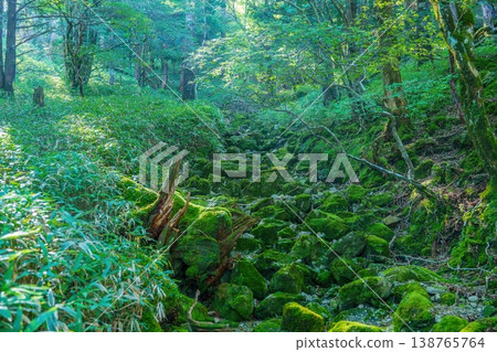 The moss-covered rocks and deep, lush green forest I saw at Odaigahara, a mystical natural landscape with sunlight filtering through the trees. 138765764