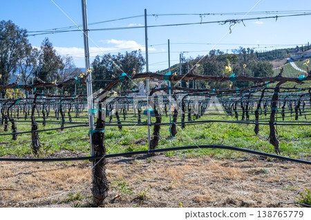 Vineyard rows show preparation for the growing season during a clear day in a rural area Vineyard rows show preparation for the growing season during a clear day in a rural area 138765779