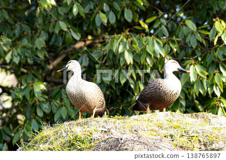 A pair of mallard ducks facing in different directions by the water's edge in spring. 138765897
