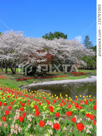 Beppu Park in full bloom of spring (Spring image, vertical composition) 138765909