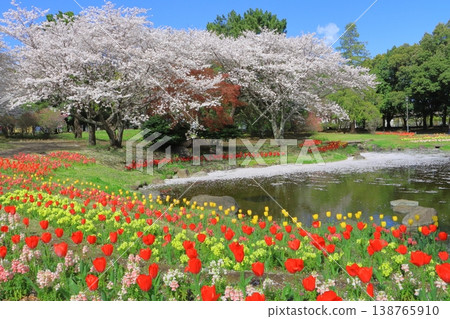 Beppu Park in full bloom of spring (spring image) 138765910