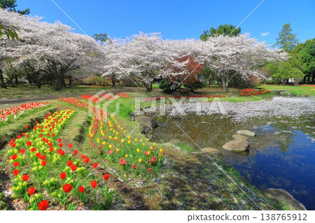 Beppu Park in full bloom of spring (spring image) 138765912