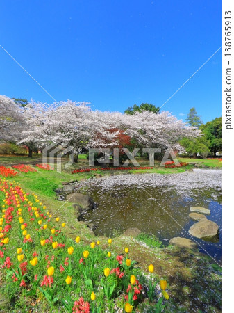 Beppu Park in full bloom of spring (Spring image, vertical composition) 138765913