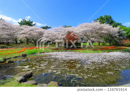 Beppu Park in full bloom of spring (spring image) 138765914