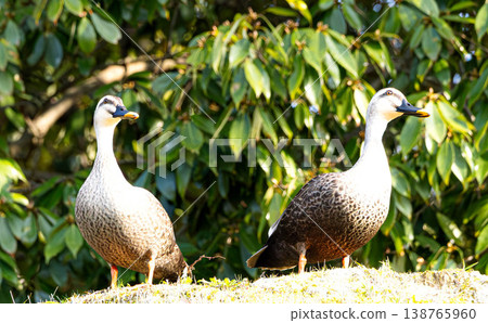 A pair of mallard ducks are sitting together by the water's edge in spring, both facing the same direction. A pair of mallard ducks are sitting together by the water's edge in spring, both facing the same direction. 138765960