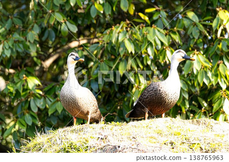 A pair of mallard ducks are sitting together by the water's edge in spring, both facing the same direction. A pair of mallard ducks are sitting together by the water's edge in spring, both facing the same direction. 138765963