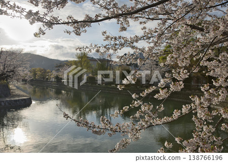 春日京都：岡崎地區運河與盛開的櫻花（第一部分） 138766196