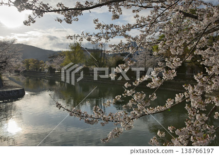 Kyoto in Spring: Okazaki Area Canal and Cherry Blossoms in Full Bloom (Part 2) Kyoto in Spring: Okazaki Area Canal and Cherry Blossoms in Full Bloom (Part 2) 138766197