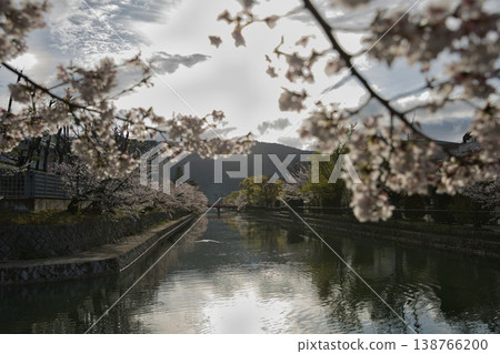 Kyoto in Spring: Okazaki Area Canal and Cherry Blossoms in Full Bloom (5 photos) Kyoto in Spring: Okazaki Area Canal and Cherry Blossoms in Full Bloom (5 photos) 138766200