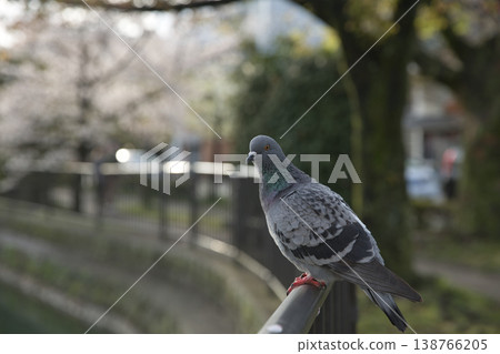 春日京都：岡崎地區運河與鴿子（第二部） 138766205
