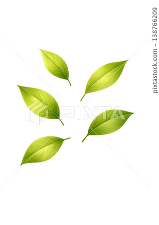 新鮮綠葉水彩插圖，包含多種葉片元素 138766209