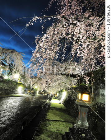 Shizuoka Prefecture, Taiseki-ji Temple: Night view of weeping cherry blossoms in full bloom, March Shizuoka Prefecture, Taiseki-ji Temple: Night view of weeping cherry blossoms in full bloom, March 138766236