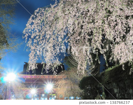 Shizuoka Prefecture: Weeping cherry blossoms and night view of the Sanmon Gate of Taiseki-ji Temple, March 138766237