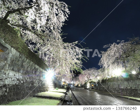 靜岡縣，大石寺：三月的一個雨夜，通往寺廟的小路兩旁是盛開的垂枝櫻花樹。 138766240