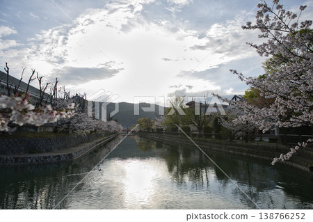 春日京都：岡崎地區運河與盛開的櫻花（9張照片） 138766252