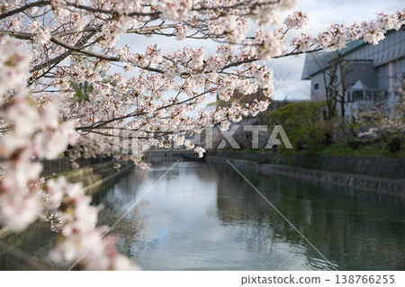春日京都：岡崎地區運河與盛開的櫻花（12張照片） 138766255