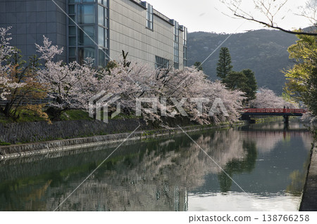 春日京都：岡崎地區運河與盛開的櫻花（16張照片） 138766258