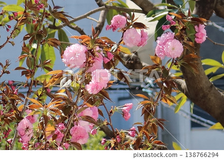 Up double-sakura Up double-sakura 138766294