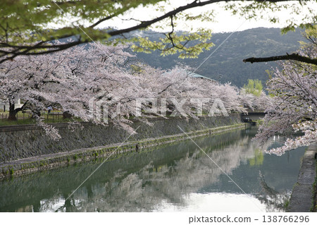 春日京都：岡崎地區運河與盛開的櫻花（21張照片） 138766296