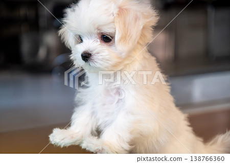 一隻可愛到讓人想抱抱的馬爾濟斯犬。 一隻可愛到讓人想抱抱的馬爾濟斯犬。 138766360