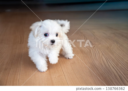 一隻可愛到讓人想抱抱的馬爾濟斯犬。 一隻可愛到讓人想抱抱的馬爾濟斯犬。 138766362