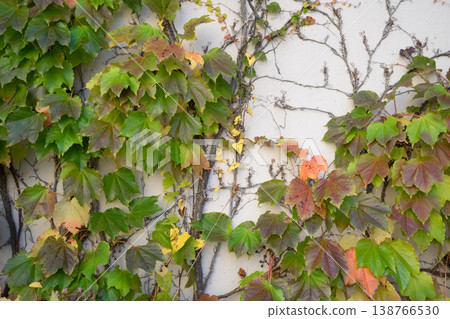Ivy on a white wall 138766530