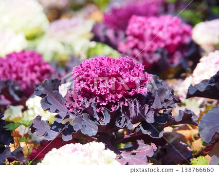 Light purple ornamental cabbage 138766660