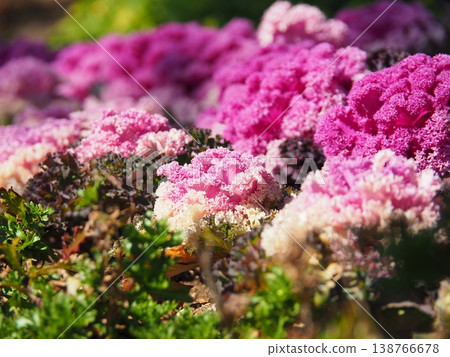 A flowerbed full of light purple ornamental cabbages 138766678