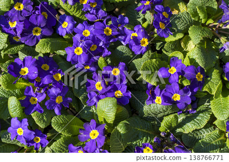 Viola flowers in pots at a spring flower market. A vibrant display of blooming pansies and violets for sale at a florist stall. High quality photo Viola flowers in pots at a spring flower market. A vibrant display of blooming pansies and violets for sale at a florist stall. High quality photo 138766771