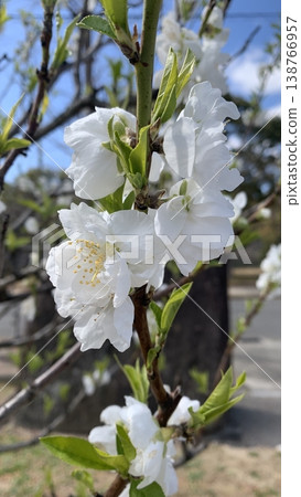 Peach blossoms (Prunus serrulata) in Osaka Castle Park Peach blossoms (Prunus serrulata) in Osaka Castle Park 138766957