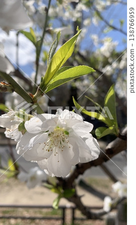 大阪城公園裡的桃花(Prunus serrulata) 大阪城公園裡的桃花(Prunus serrulata) 138766959