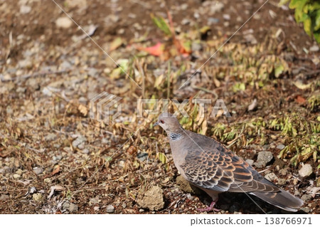 Kijibat walking on the ground 138766971