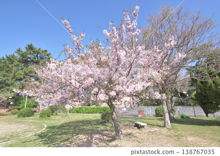 Cherry blossoms with 30% leaves remaining 138767035