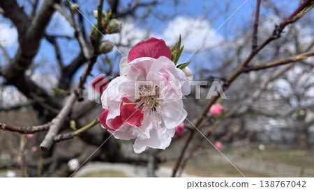 Genpei peach blossoms at Osaka Castle Genpei peach blossoms at Osaka Castle 138767042