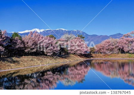 The Kohigan cherry blossoms at Rokudo no Tsutsumi 138767045