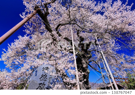 Edohigan of Nakasone 138767047