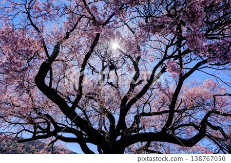 One of the trees at the site of Kaminohira Castle 138767050