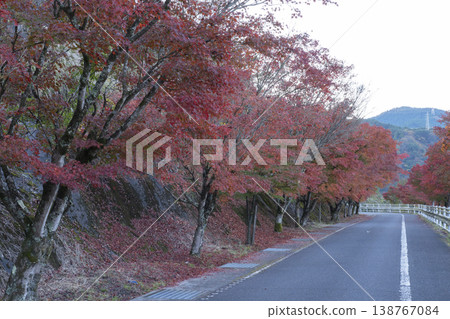 Maple leaves and the road Maple leaves and the road 138767084