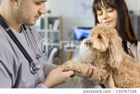 Vet holding paw of poodle mix dog as owner supports during exam visit at clinic 138767106