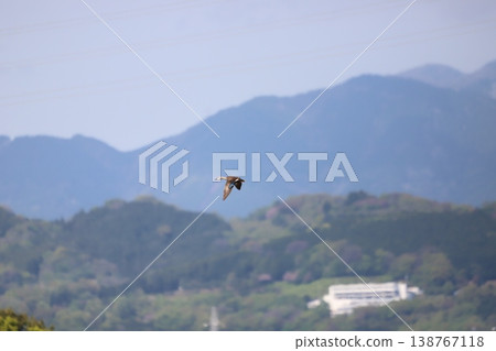 Mallard ducks flying in the sky Mallard ducks flying in the sky 138767118