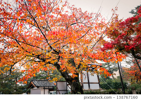 Nov 25 2025 Kennin ji Temple in Kyoto During Gentle Rainfall Nov 25 2025 Kennin ji Temple in Kyoto During Gentle Rainfall 138767160