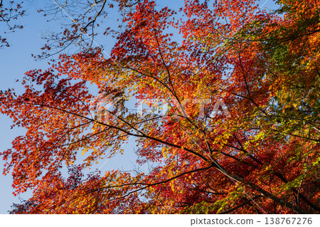 Autumn leaves shining in the blue sky Autumn leaves shining in the blue sky 138767276