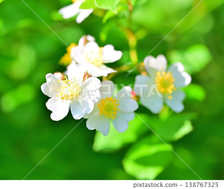 Wild roses in the season of fresh green leaves Wild roses in the season of fresh green leaves 138767325