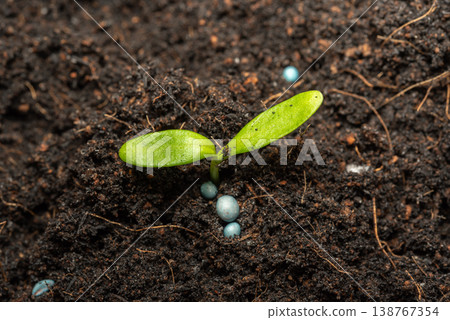 Close up of young green seedling emerging from rich soil with fertilizer pellets growth concept agriculture gardening sustainability new life and natural development Close up of young green seedling emerging from rich soil with fertilizer pellets growth concept agriculture gardening sustainability new life and natural development 138767354