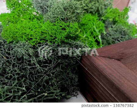 Green lush and textured moss various shades of green near wooden surface. Natural element in simple setting, connection to outdoors and plant life, decorative for design 138767382